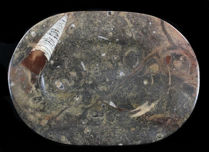 -/ Fossil Orthoceras & Goniatite Plate - Stoneware #38037